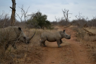 A baby white rhino walking in front of its mother.